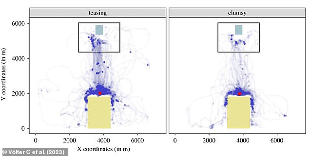 Plot showing the dogs'  roaming pattern in the two scenarios. The purple dots indicate areas visited by the dogs; darker purple areas were visited more frequently. The grey square indicates the researcher's location, and the yellow square the location of the fenced area where the experimenter offered food. The black rectangle indicates the interest area around the researcher's location. The red concentric lines highlight frequently visited areas