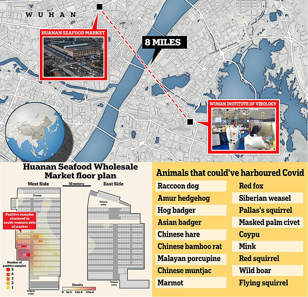 The question of whether the global outbreak began with a spill from wildlife sold on the market or leaked out of the Wuhan lab just eight miles across the Yangtze River has given rise to fierce debate over how to prevent the next pandemic. .  Studies point to a natural spillover effect on the Huanan wildlife market.  Positive swab samples from floors, cages, and counters also trace the virus to stalls in the southwest corner of the market (lower left), where animals with the potential to harbor Covid were being sold for meat or skin at the time ( Bottom right)