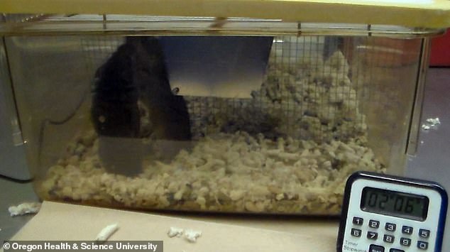 One vole climbs on the other and appears to gnaw at its head. And all while they are both looking for a way out of the cage. All 150 animals were killed after the experiments