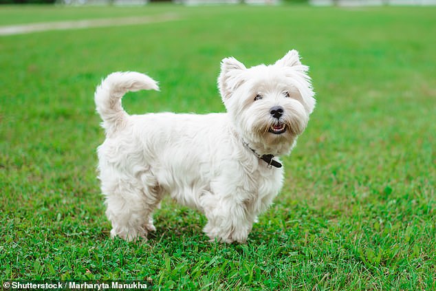 Number one on the dog trainer's list is the West Highland Terrier (pictured) who Will said barked and barked too much