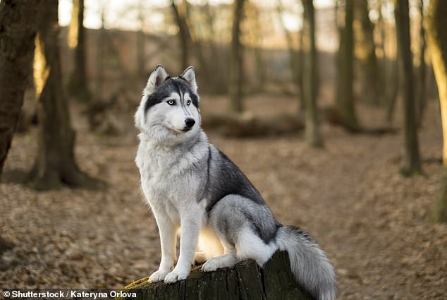 The last breed on Will's list of dogs he would never own is the Siberian Husky, as they are a 