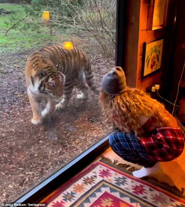 Wild: Jesy also shared a clip on her Instagram story as she waved at a tiger through the glass