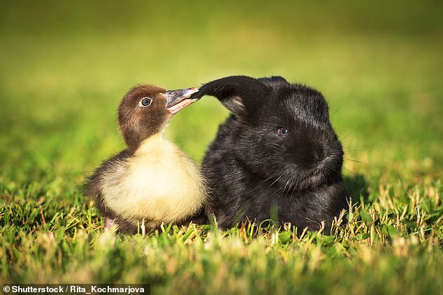 Rabbits have a nearly 360° field of vision due to having their eyes on the side of their heads, but they do have a blind spot directly in front of them. Species of birds which have their eyes on the side of their head have a field of vision of about 300°, whereas for those with them on the front, like owls, it is around 150° (stock image)