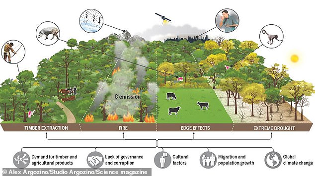 Four key disturbances drive forest degradation - forest fire, edge effects (changes that occur in forests adjacent to deforested areas), selective logging (such as illegal logging) and extreme drought. Different forest areas can be affected by one or more of these disturbances