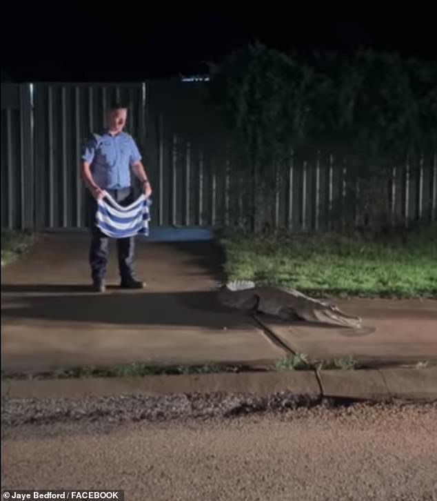 It took several hours to finally subdue the alligator, as officers and rangers used everything to hand, including a wet towel (pictured) and dog-catching equipment.