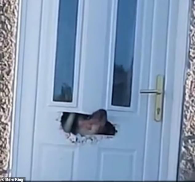 The residents couldn't believe their eyes when the hungry dog ​​came through the door.