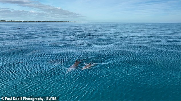 He said the dolphins seemed to be playing with each other while swimming off the coast