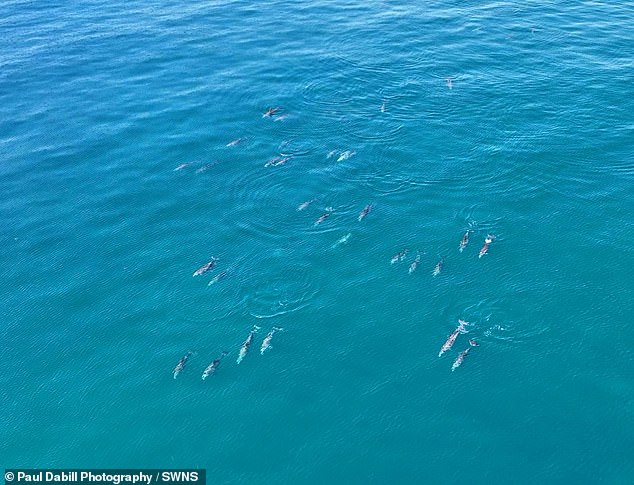 The footage captured a stunning aerial shot of the pods in the clear blue water