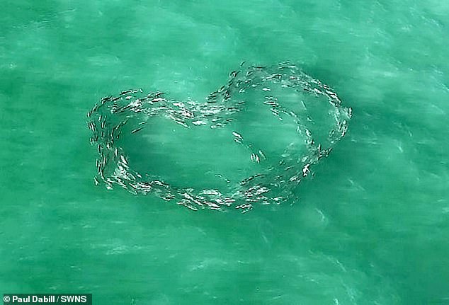 Last October, Dabill shared an incredible moment when hundreds of fish formed a swirling heart shape in the ocean.