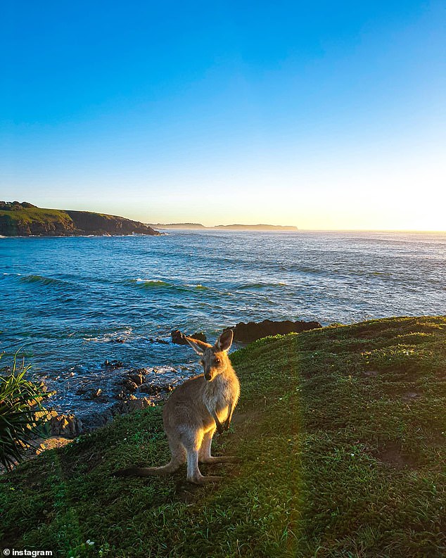 Flights from the Sunshine Coast to Coffs Harbor (pictured), Port Macquarie and Rockhampton have the lowest prices starting at $4