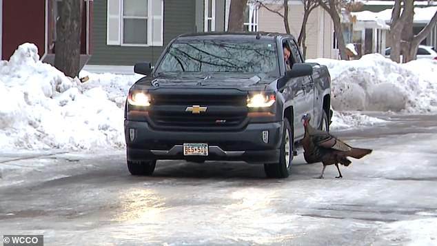 Gladys pecks tires, chases the residents and menacingly gobbles them up