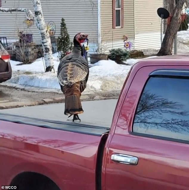 You think he wants a chicken burrito bowl?  Gladys even rode in the back of Gross's husband's truck (pictured) to Chipotle while she made a new home for herself on her property.