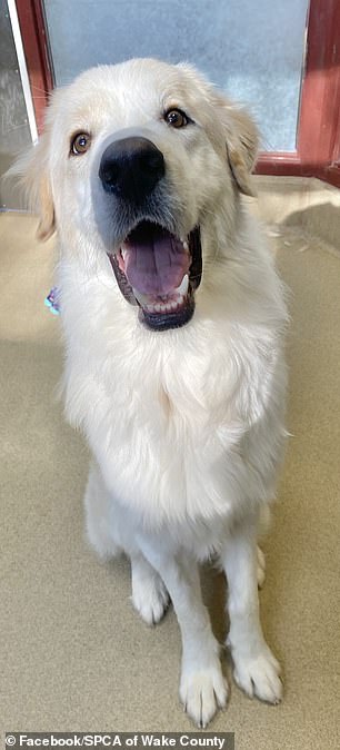 The playful dog was transferred to the Wake County Humane Society, a nonprofit animal rescue center in Raleigh, North Carolina, from a nearby municipal shelter on December 7, 2022.