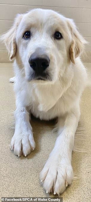 The playful dog was transferred to the Wake County Humane Society, a nonprofit animal rescue center in Raleigh, North Carolina, from a nearby municipal shelter on December 7, 2022.