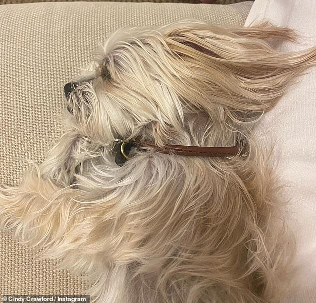 Too cute: Cindy showed off her adorable dog Widget snuggling up on the couch