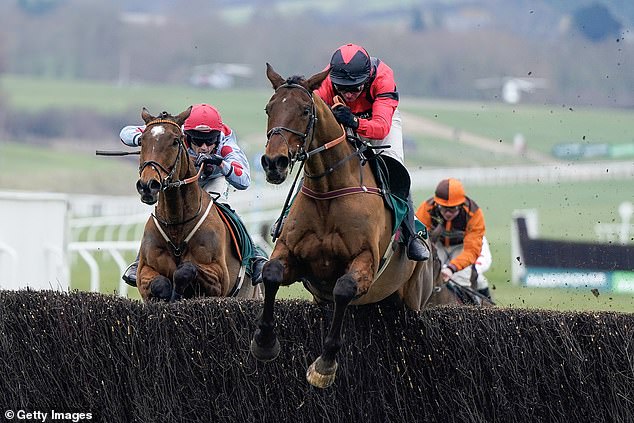 His father, Peter Russell, inquired about the chances of Ahoy Senor at Cheltenham just a fortnight ago.