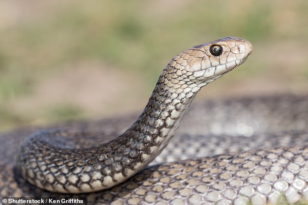 Neighbors have reported multiple sightings of the highly venomous eastern brown snake in the area.