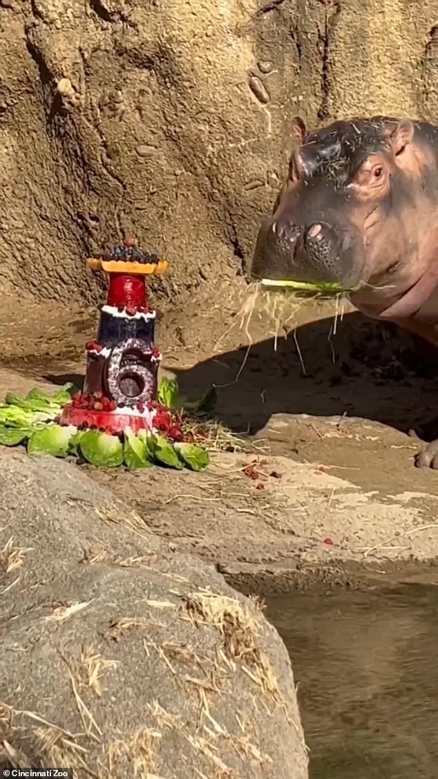 The oft-viral Nile hippo, who has more than 17,000 followers on Instagram, enjoyed a birthday cake made with frozen fruit and whipped yogurt frosting.