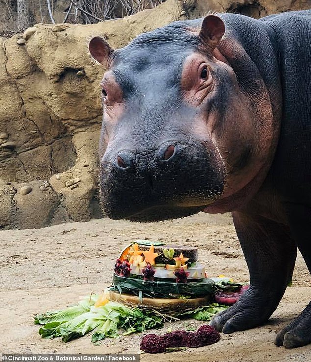 Fiona, pictured, is world famous after she survived a six-week premature birth requiring groundbreaking levels of care involving nurses at Cincinnati Children's Hospital.