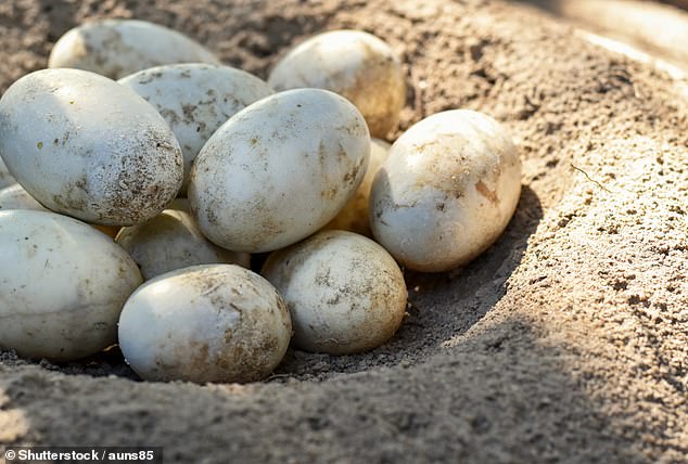 The couple were on a mission to collect crocodile eggs (file image) when the job nearly ended in tragedy