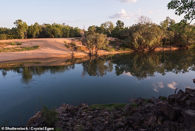 The crocodile egg collector was savagely attacked by one of the giant reptiles near a station along the River Daly, south of Darwin (file image)