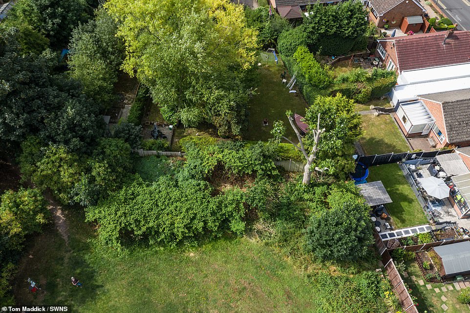 Aerial photo shows the giant Japanese Knotweed plant which took hold in Brickfields Park in Worcester in July last year