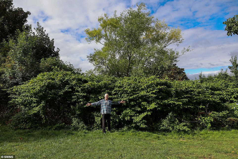 Retired gardner, Dennis Hodson lives in a £200,000 bungalow which backs onto the fields which was overtaken by Japanese Knotweed