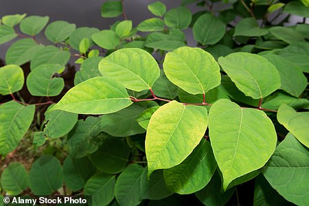 Japanese Knotweed is a species of plant that has bamboo-like stems and small white flowers