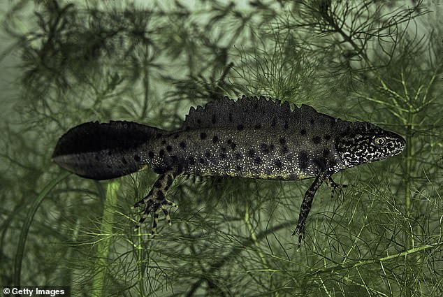 The actress is faced with having to take steps to mitigate the impact of development on Great Crested Newts (pictured)