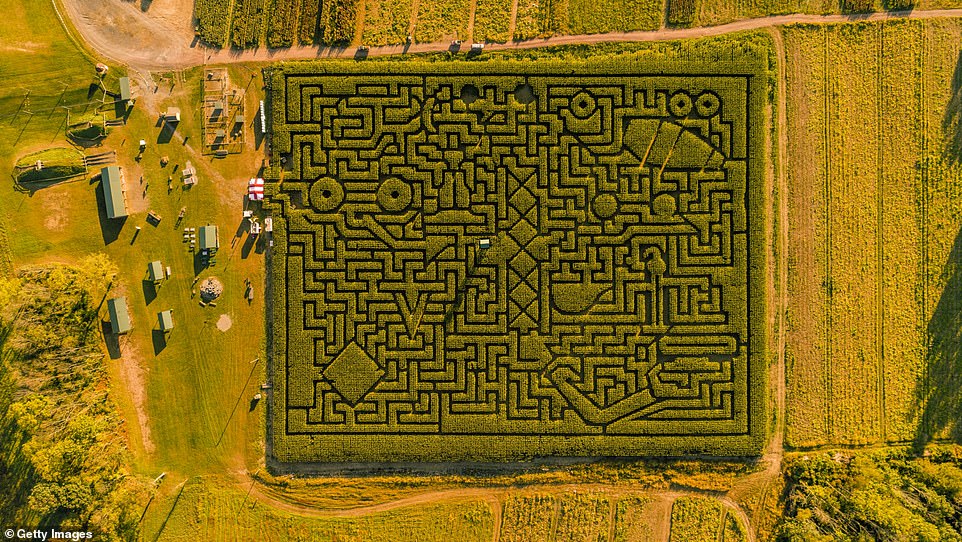 Aerial view of huge Halloween corn maze in Pennsylvania, Poconos region, at sunset