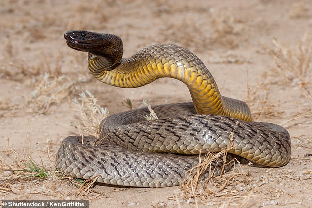 The inland taipan is ranked as the most venomous snakes in the world, but none are known to be kept in the UK. But there are at least three of its cousin, the coastal taipan which is ranked as the third most venomous snake, kept as pets in the UK