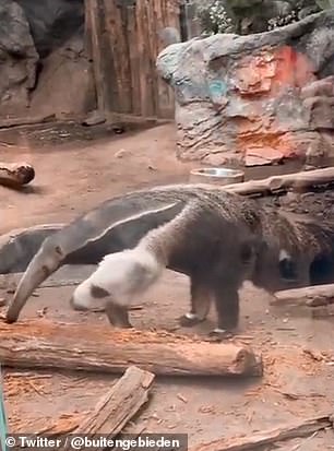 The anteater uses its left leg to help break up the bark