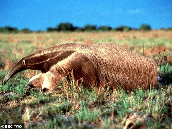 Bizarre video that appears to show an anteater with two HEADS baffles the internet