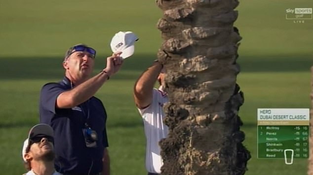 Reed (behind the tree) used binoculars to claim that he could see his ball in a palm tree.