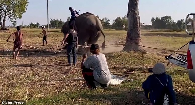 The men resorted to an ancient and brutal method of behaviour management in the hope to kill the elephant's energy and spirits