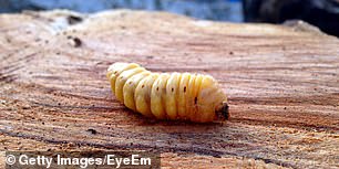 Worms are the larvae of winged insects, most commonly flies.  An infestation can cause serious health problems, including salmonella, E. coli, myiasis, and intestinal and oral problems.