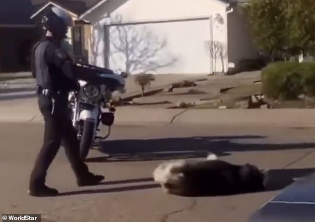 Police officer Timothy Ivey killed a husky on the loose after it chased a family, including young children, into their home and attempted to attack their pet.