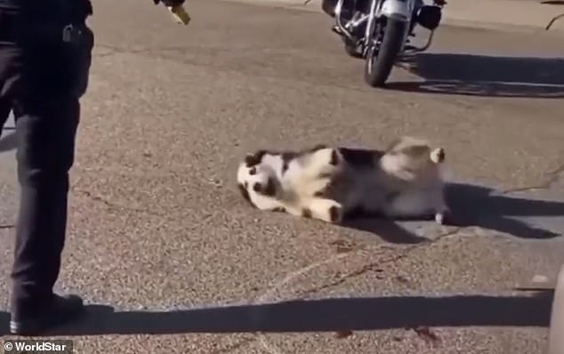 'Aggressive' husky could be seen writhing in pain after being tasered