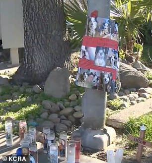 A memorial has been set up outside Enzo's home following the dog's untimely death.