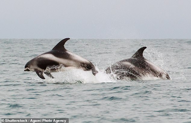 The researchers studied drone images, sonar and acoustic recordings of the murky waters off Laguna, Brazil, where dolphins drive large schools toward waiting fishermen. [File image]