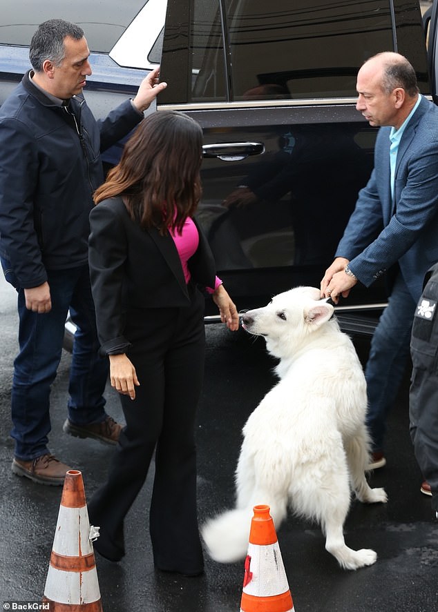 Taking it easy: A member of Salma's entourage was seen holding the collar of her white dog Lobito as the Frida star extended a reassuring hand for her to sniff