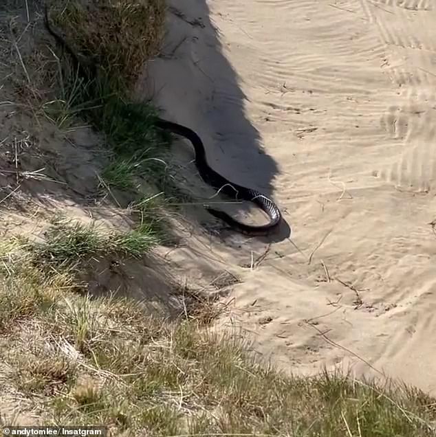 The tiger snake was happily relaxing in the bunker at Barnbougle Lost Farms golf course in Tasmania when the TV star found it.