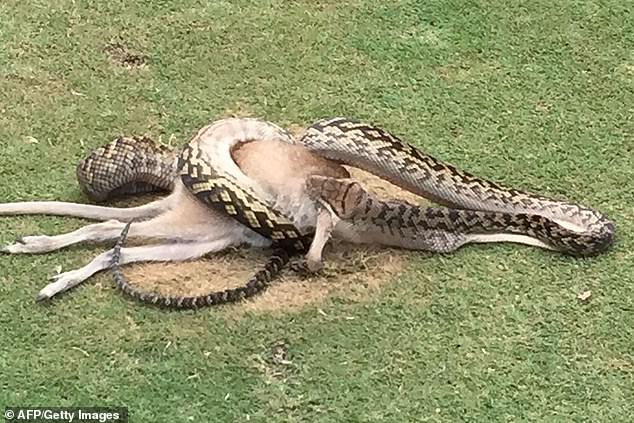A python was seen fighting a wallaby in the middle of a fairway at Paradise Palms Golf Course in Cairns in 2016.