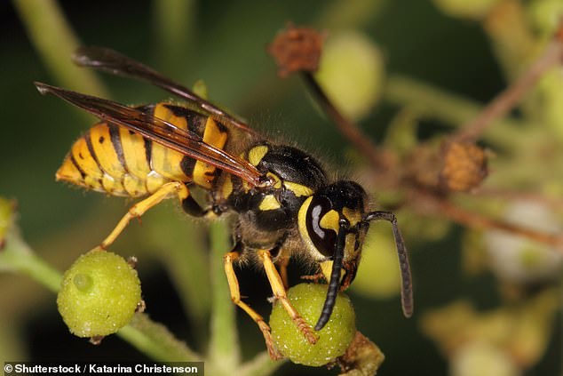 European wasps are known to be a destructive and invasive pest in Australia, but are a protected species in the northern hemisphere.