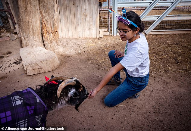 The llama is older than the family's daughter, Sami, who is 13 years old.