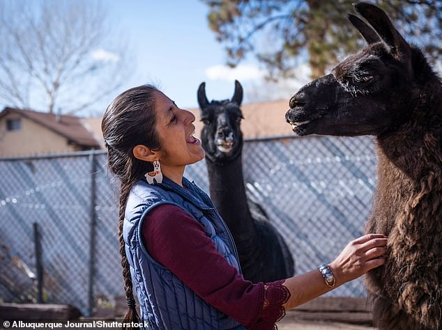 Kee Straits, who is Peruvian, said llamas are embedded in their culture.