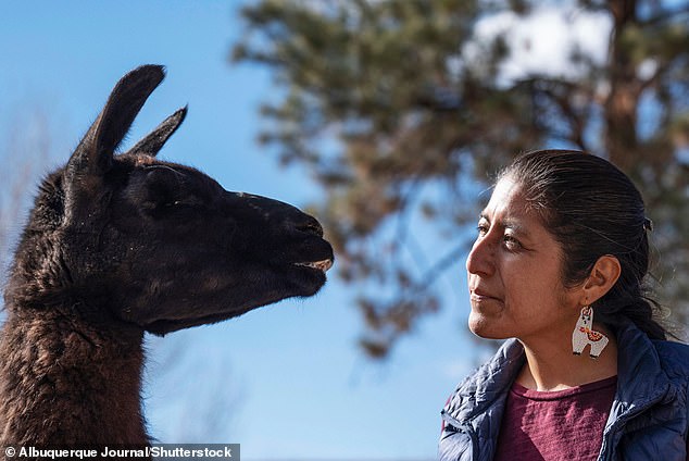 Llamas are native to Peru.