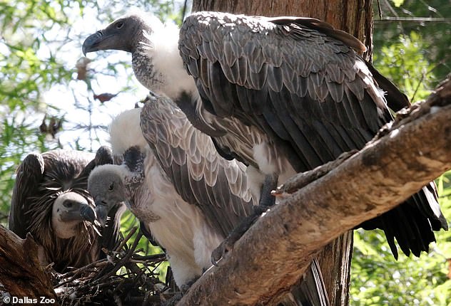 On January 21, an endangered 35-year-old vulture named Pin was found dead, and the zoo issued a statement saying his death did not appear to be 