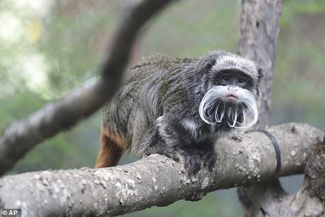 Authorities suspect the fences were deliberately cut down to take away the primates after the spate of incidents