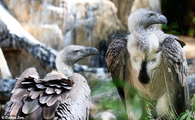 The Dallas Zoo has asked the local police department for help in investigating the death of one of its vultures, a fact considered 